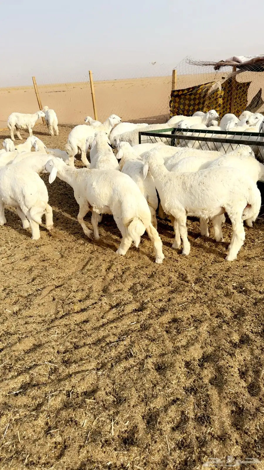 طليان حرري مربوططط 5