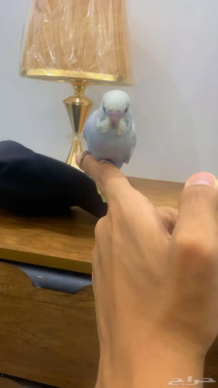 بادجي اليففف 1