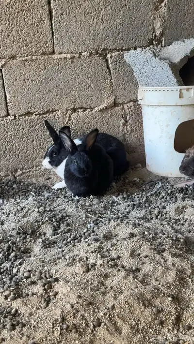 ارانب شنشلا 3