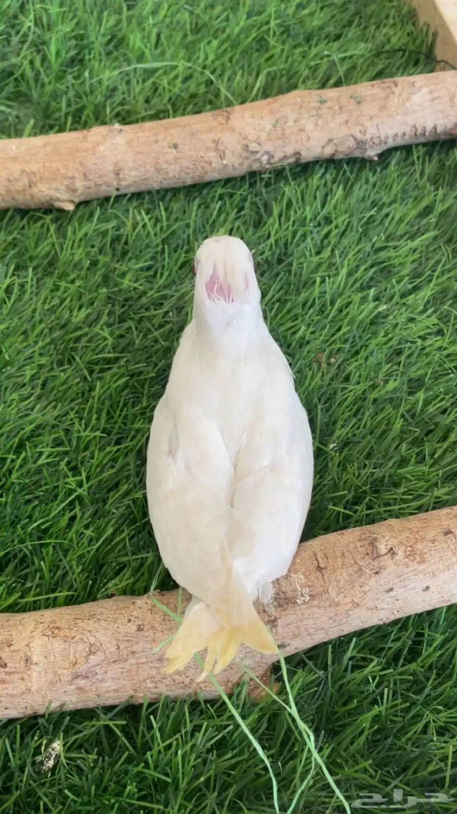 فرخ كروان البينو 4