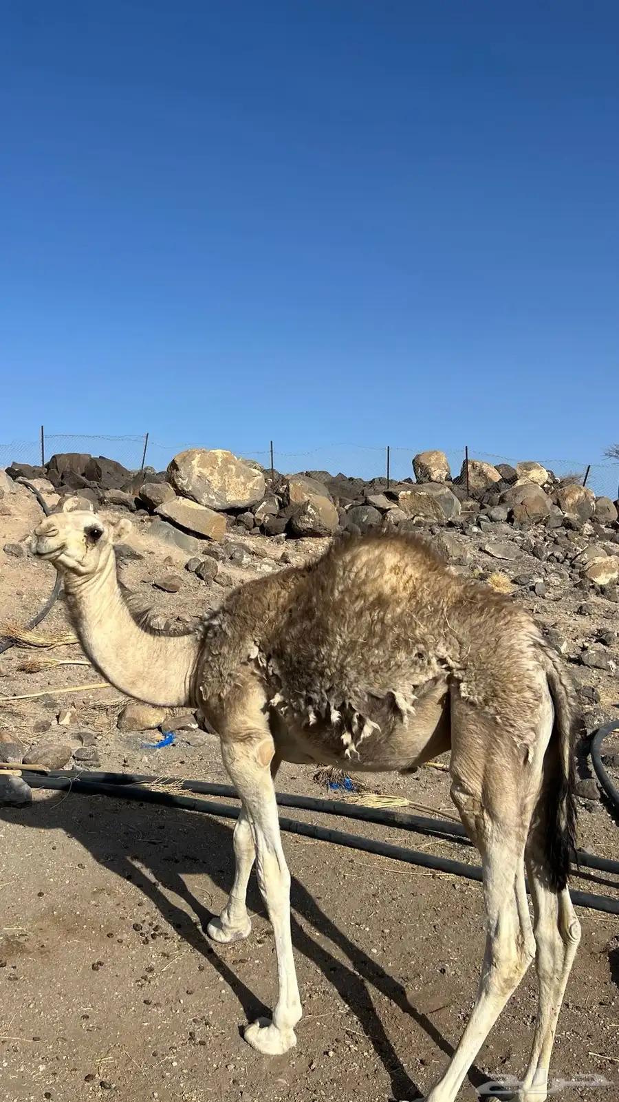 قعدان 1