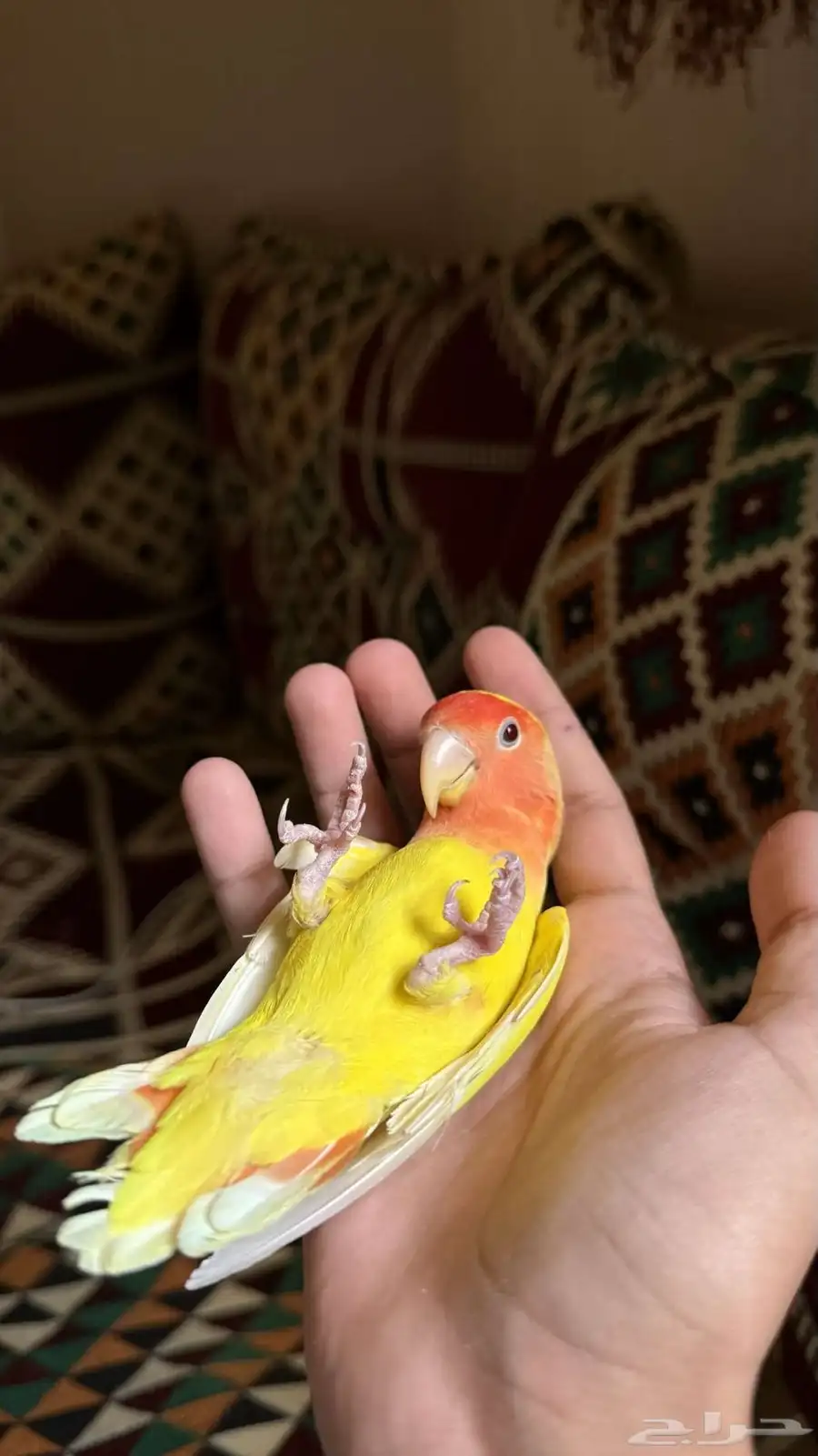 روز جميع الالوان 1