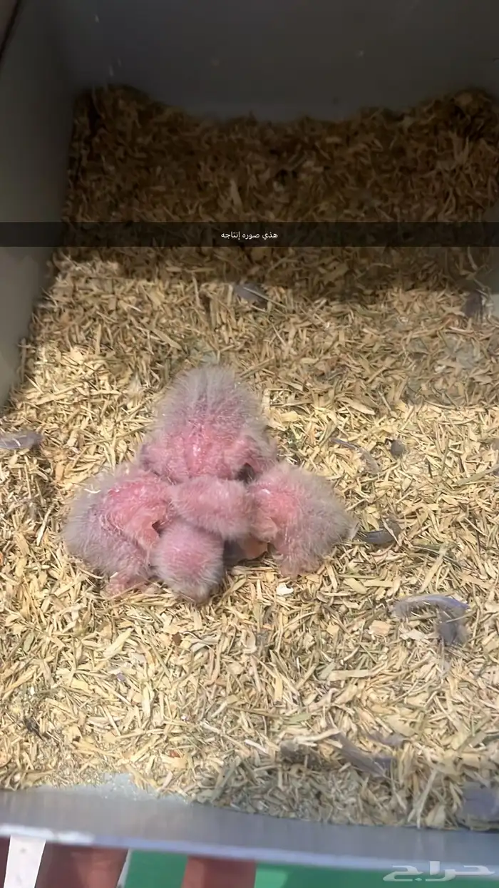 ذكر روز منتج 2