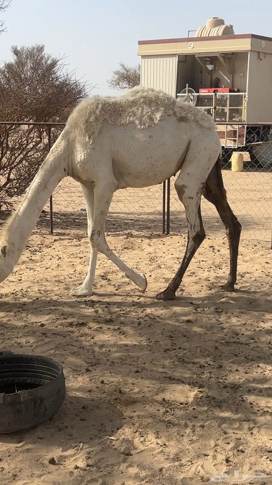 بكره وضحا قصب 0