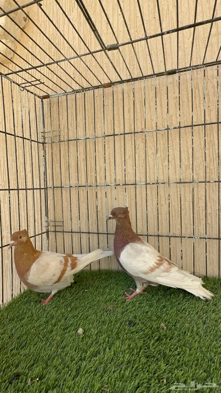حمام ارشنجل جوز منتج ماشاءالله نوادر 3