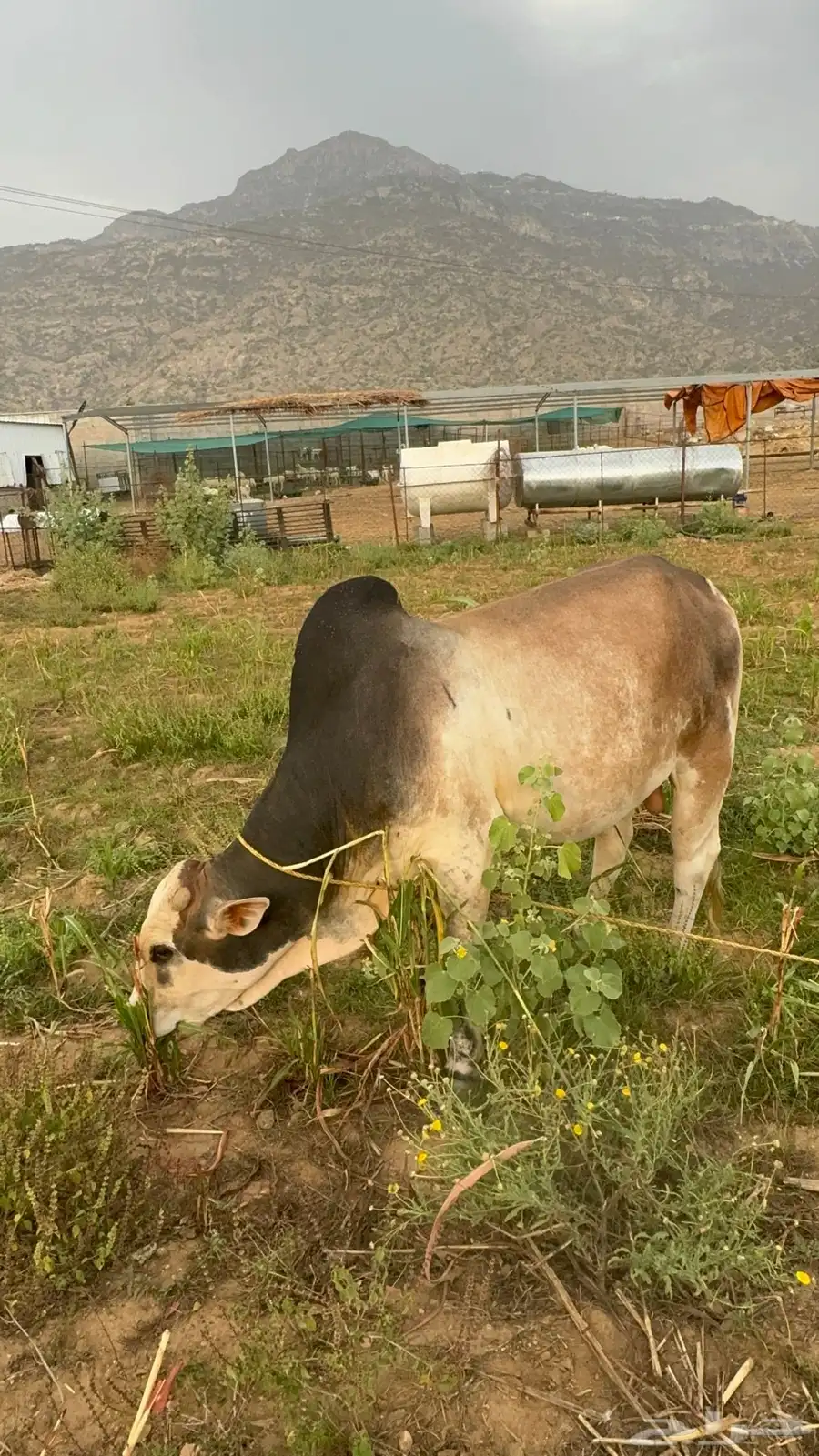بقر 11