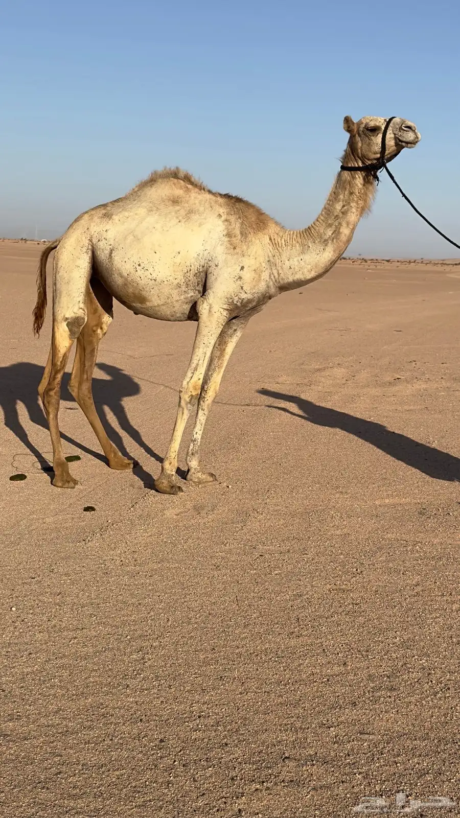 بكره هجن مفروده بنت شاهين منتج والام ناقه حره 1