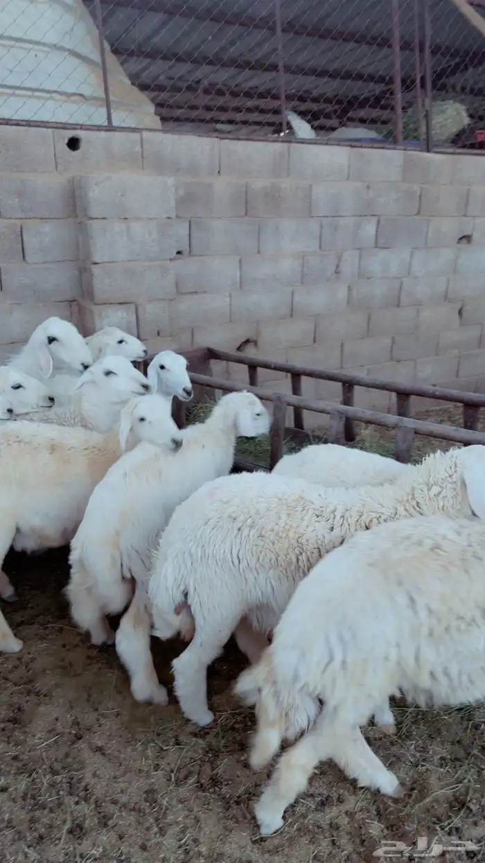 طليان نطيفه بريه ع الشرط ( سلخ وتوصيل ) 1