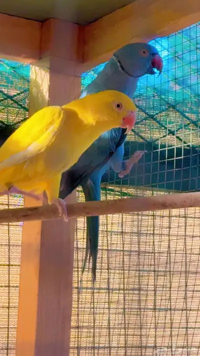 زوج دره هولندي للبيع 0
