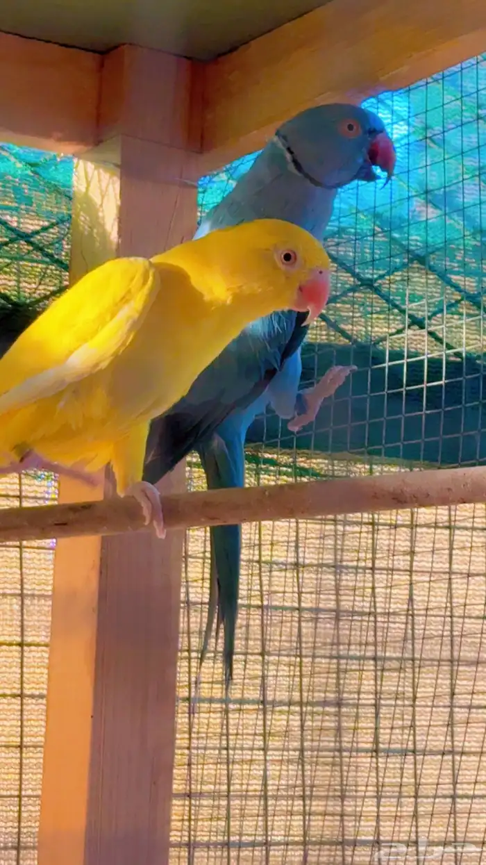 زوج دره هولندي للبيع 0