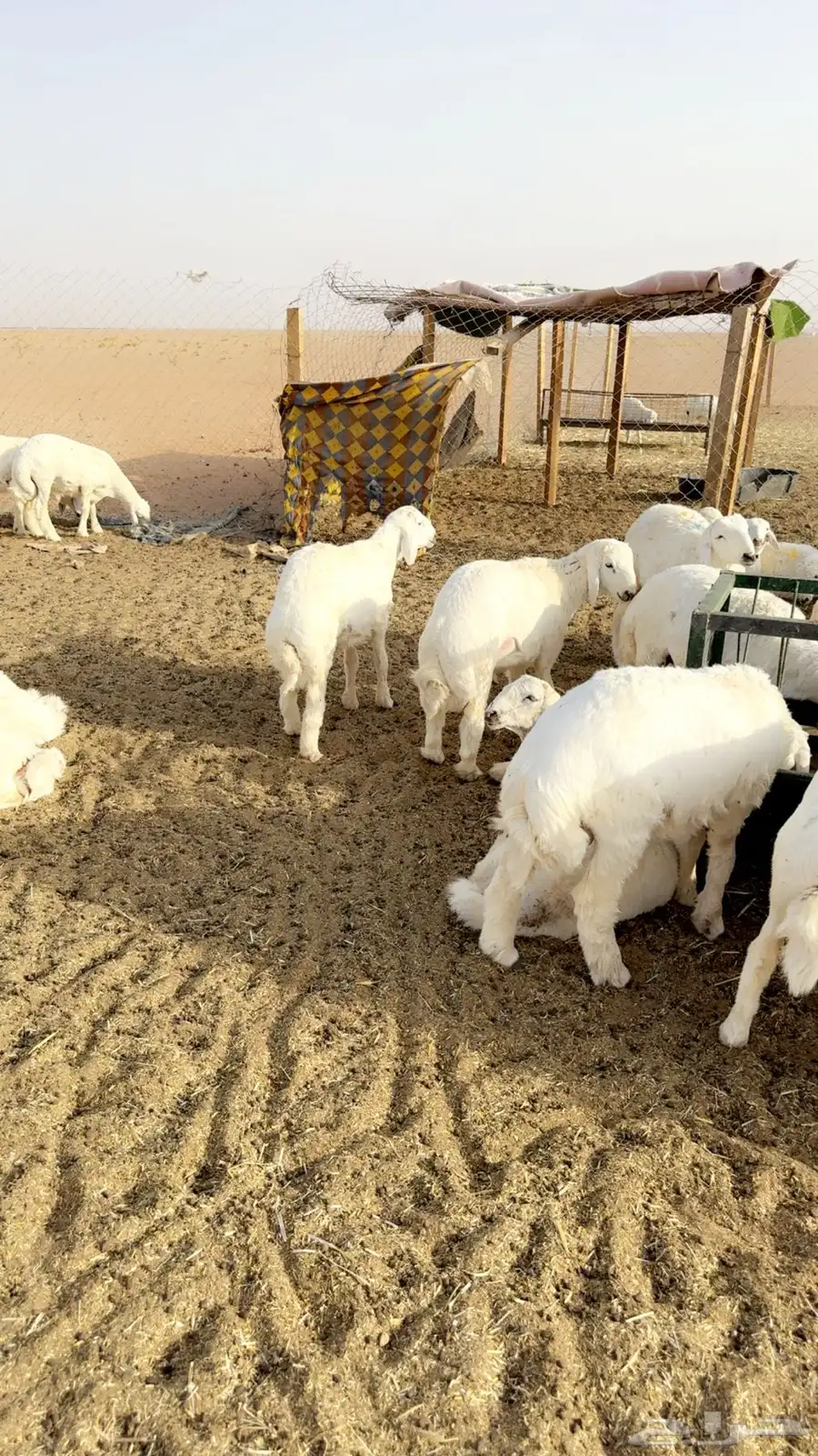 طليان حرري مربوططط 3