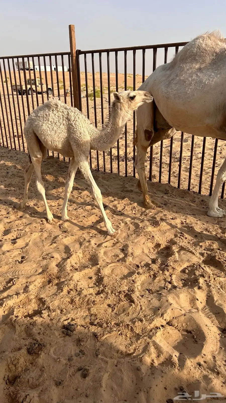 خلفه وضحاء طيبه تحتها قعود 5