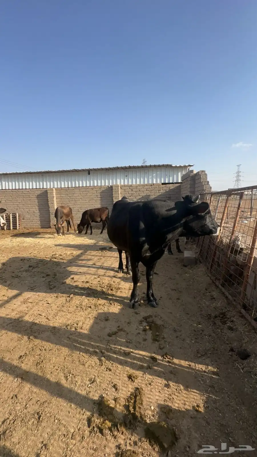 بقر للبيع 12
