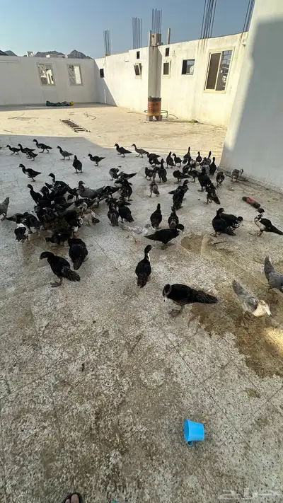 بط بلدي 1
