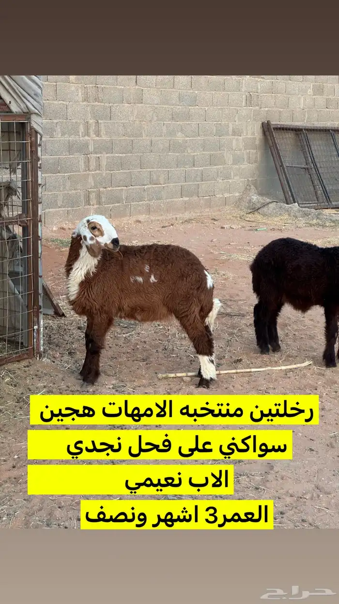 رخال هجين 1