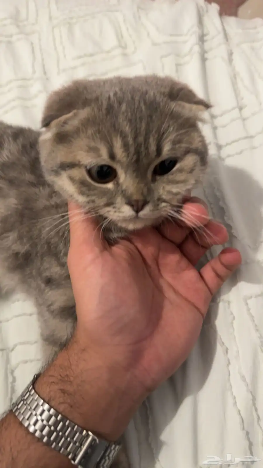 سكوتش فولد للتبني 2
