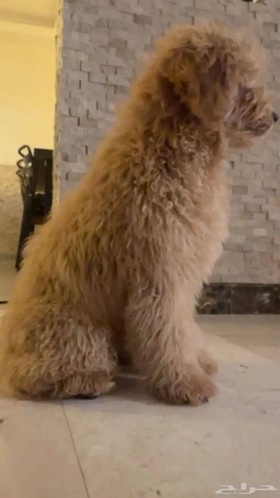 كلب قولدين بودل Goldendoodle Dog index