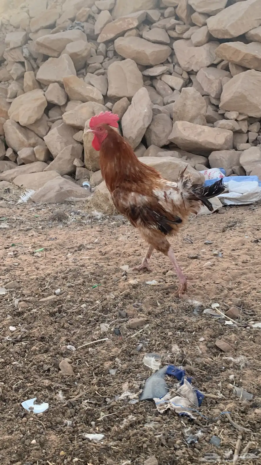 دجاج بلدي و فيومي بياض شرط ورجان 3