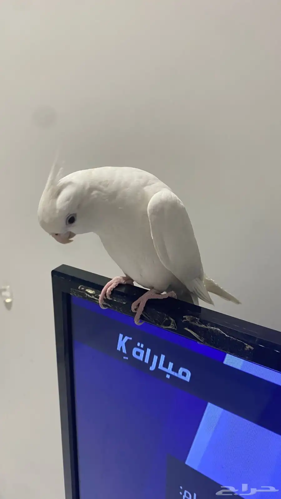 بغبغاء كروان البينو عيونه حمراء 1