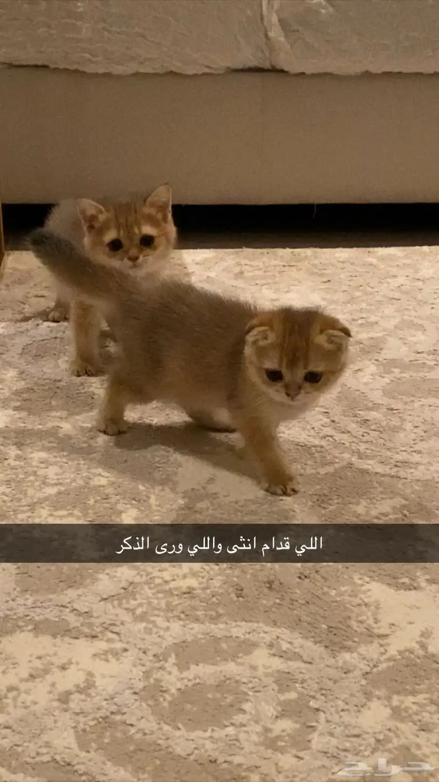 قطط سكوتش للبيع 0