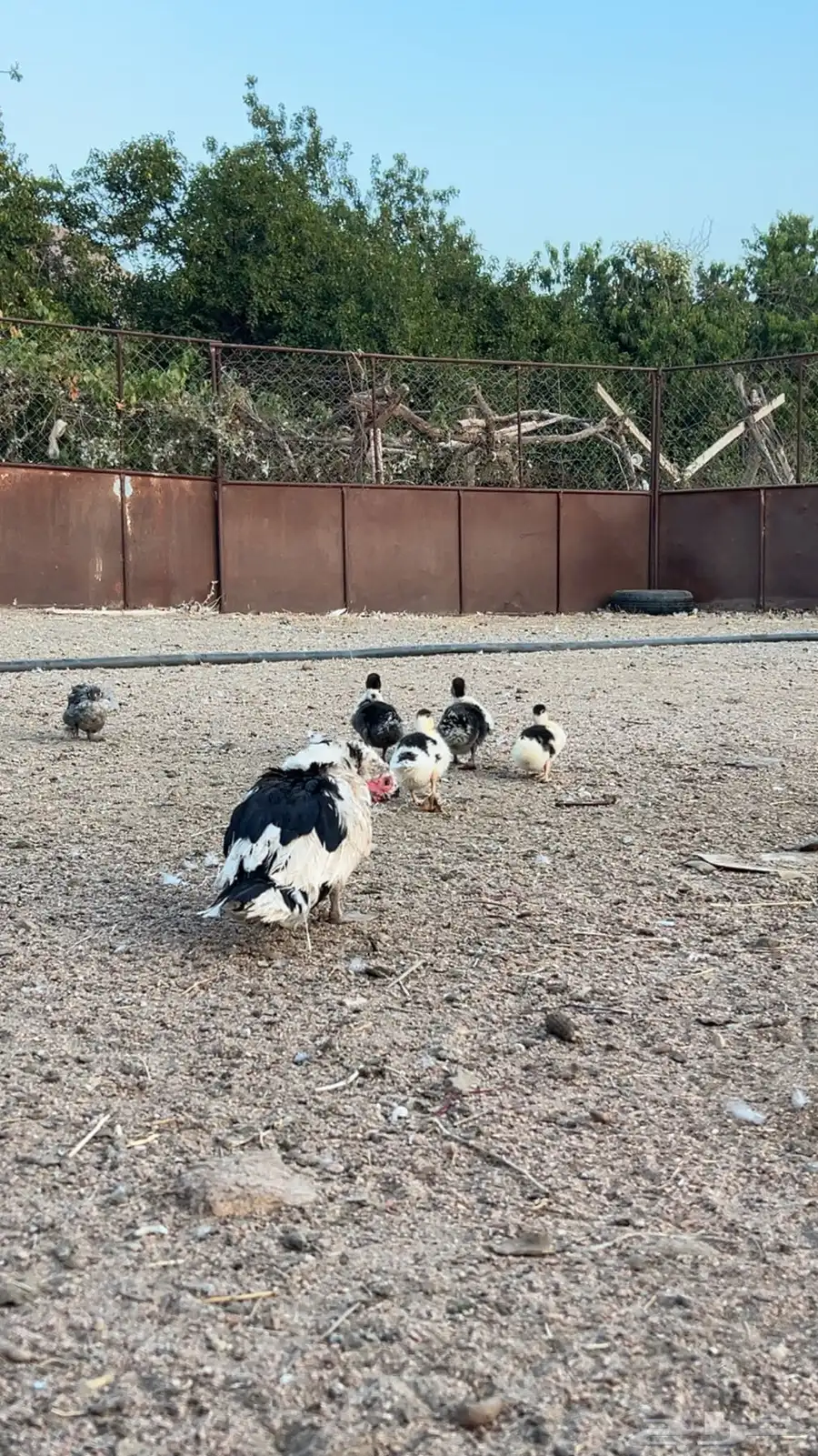 بط بلدي منتج 11