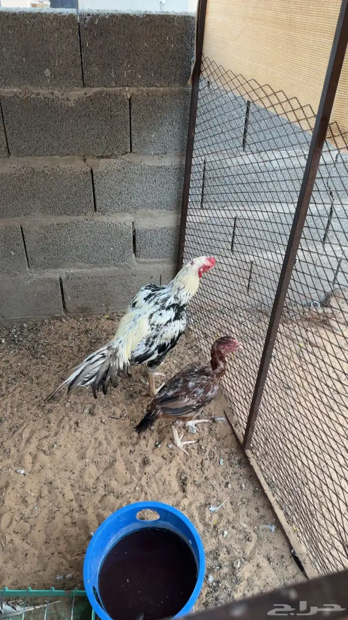 دجاجه وديك فارسي 0