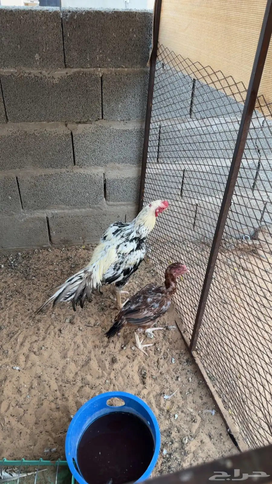 دجاجه وديك فارسي 0