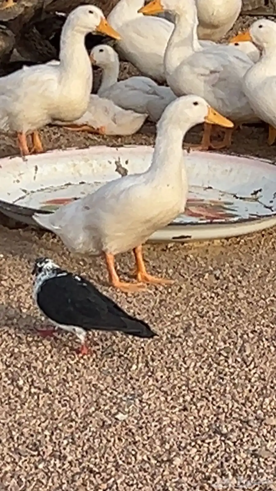 بط للبيع 0