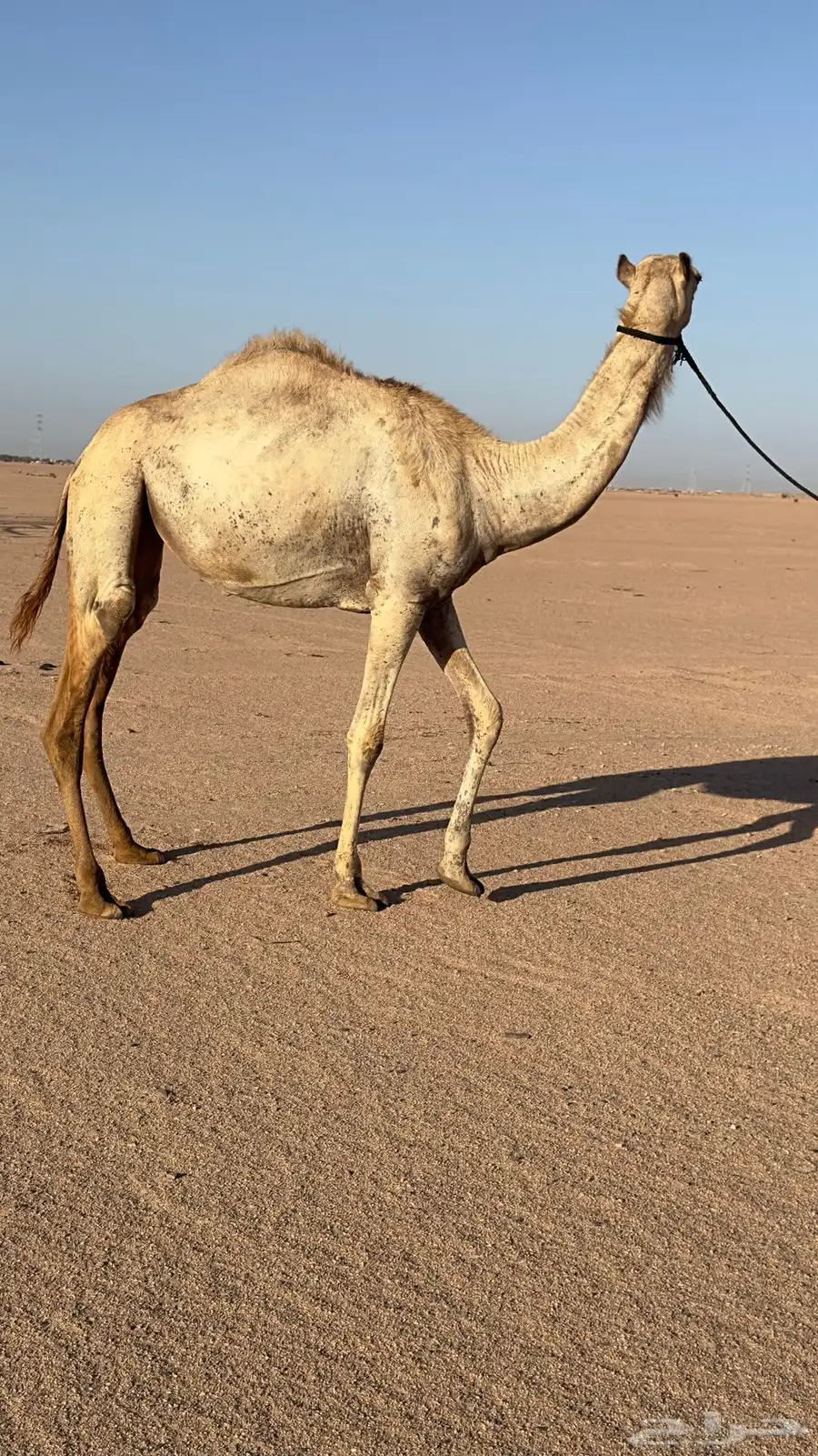 بكره هجن مفروده بنت شاهين منتج والام ناقه حره 0