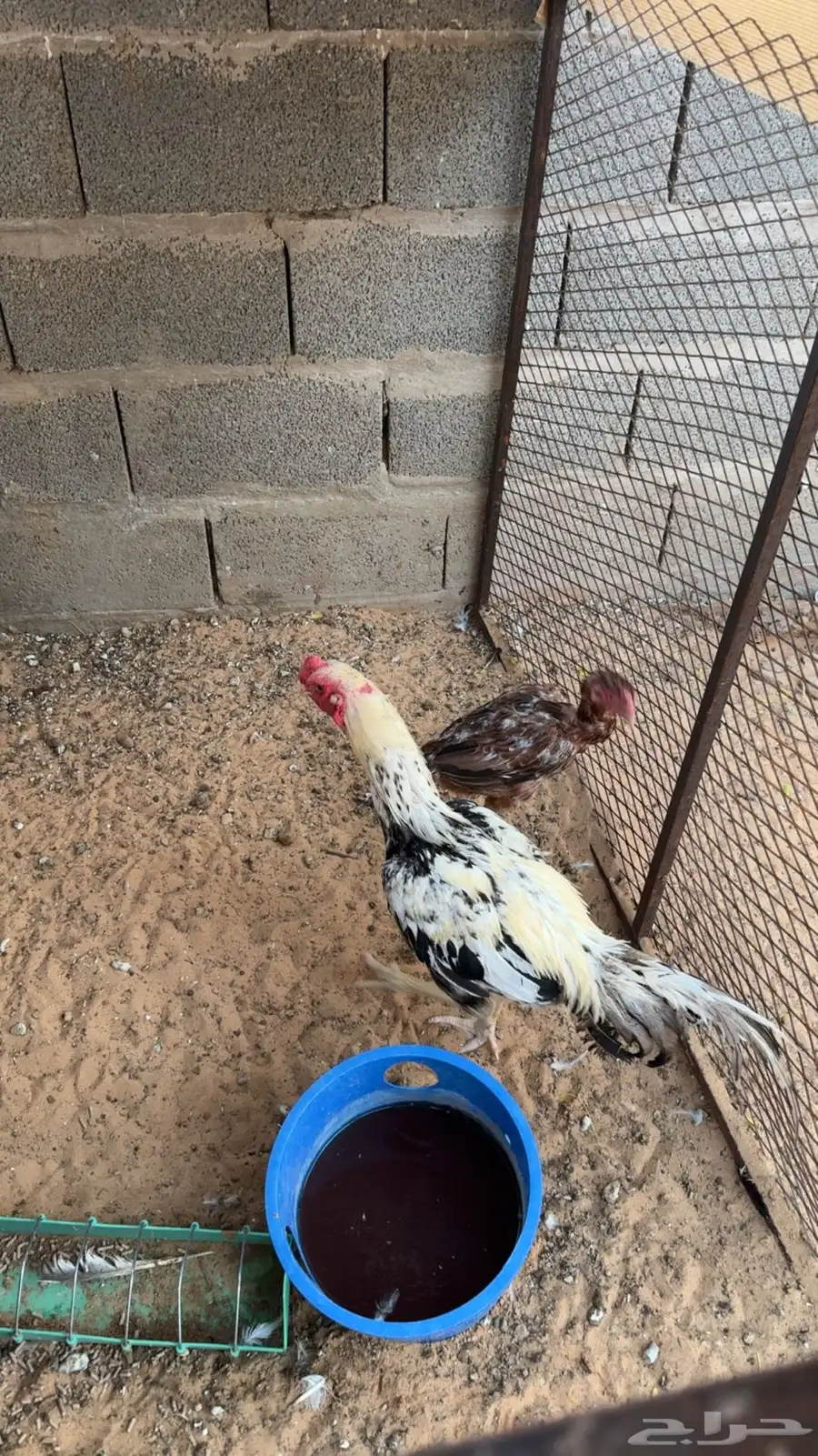 دجاجه وديك فارسي 4