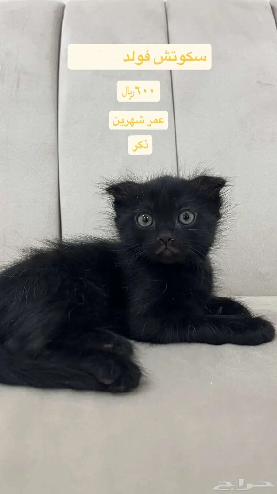 قطط للبيع وا للتبني اسعارهم موجودة بل صور 3