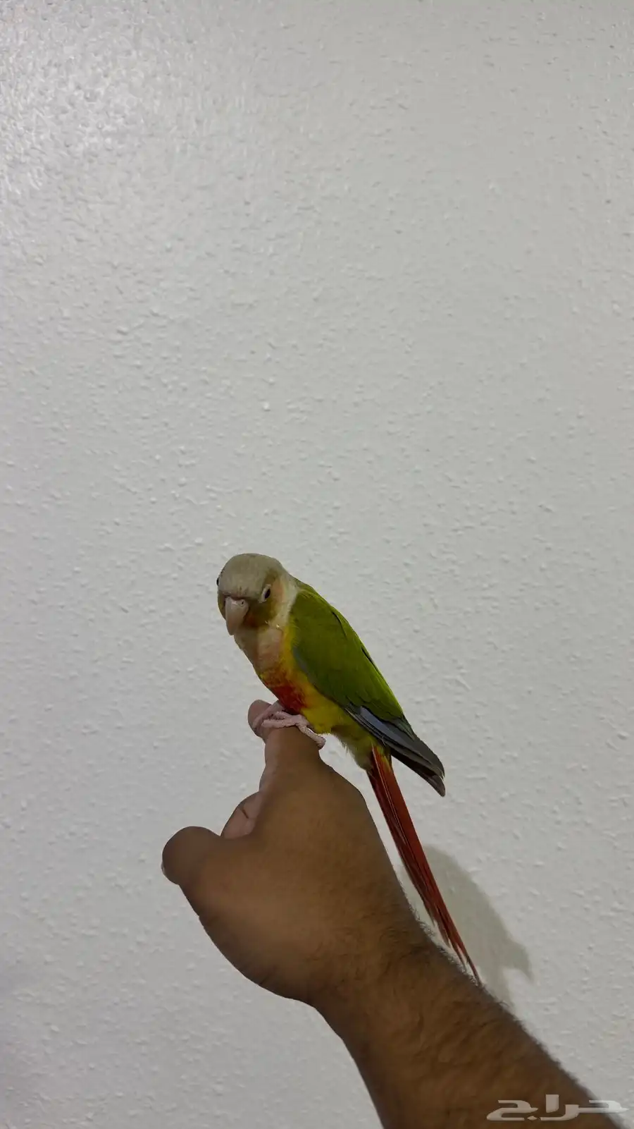 كنيور اناناس 2