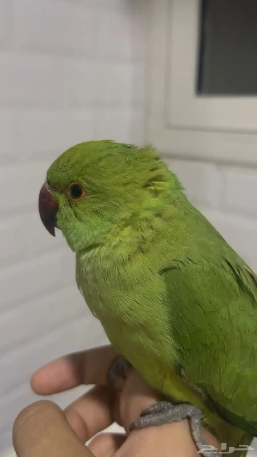 ببغاء دره اليف 3