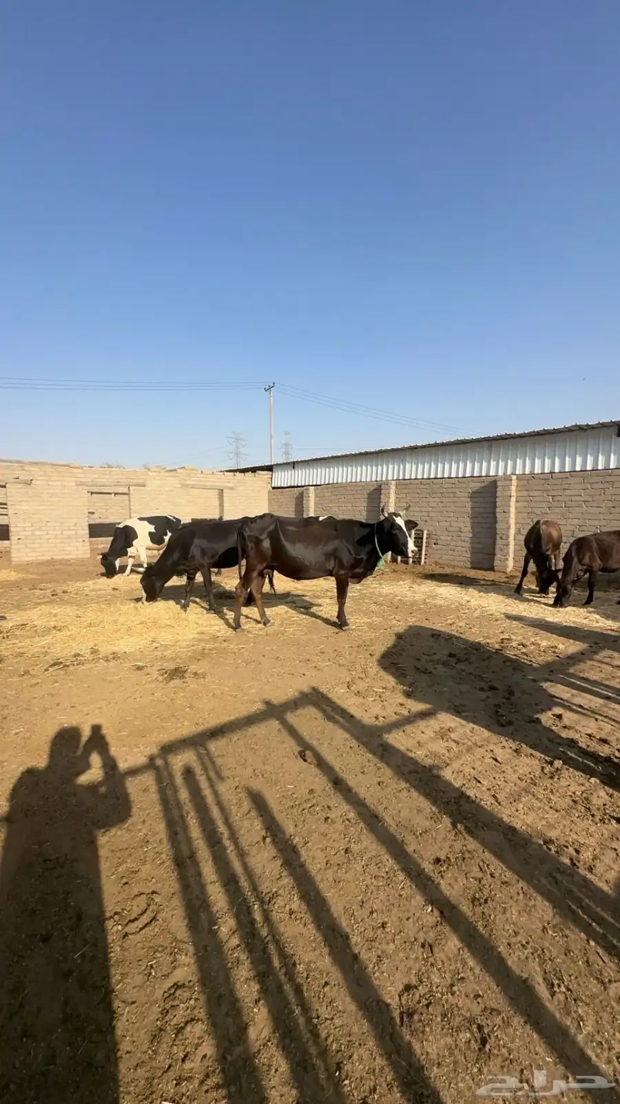 بقر للبيع 13