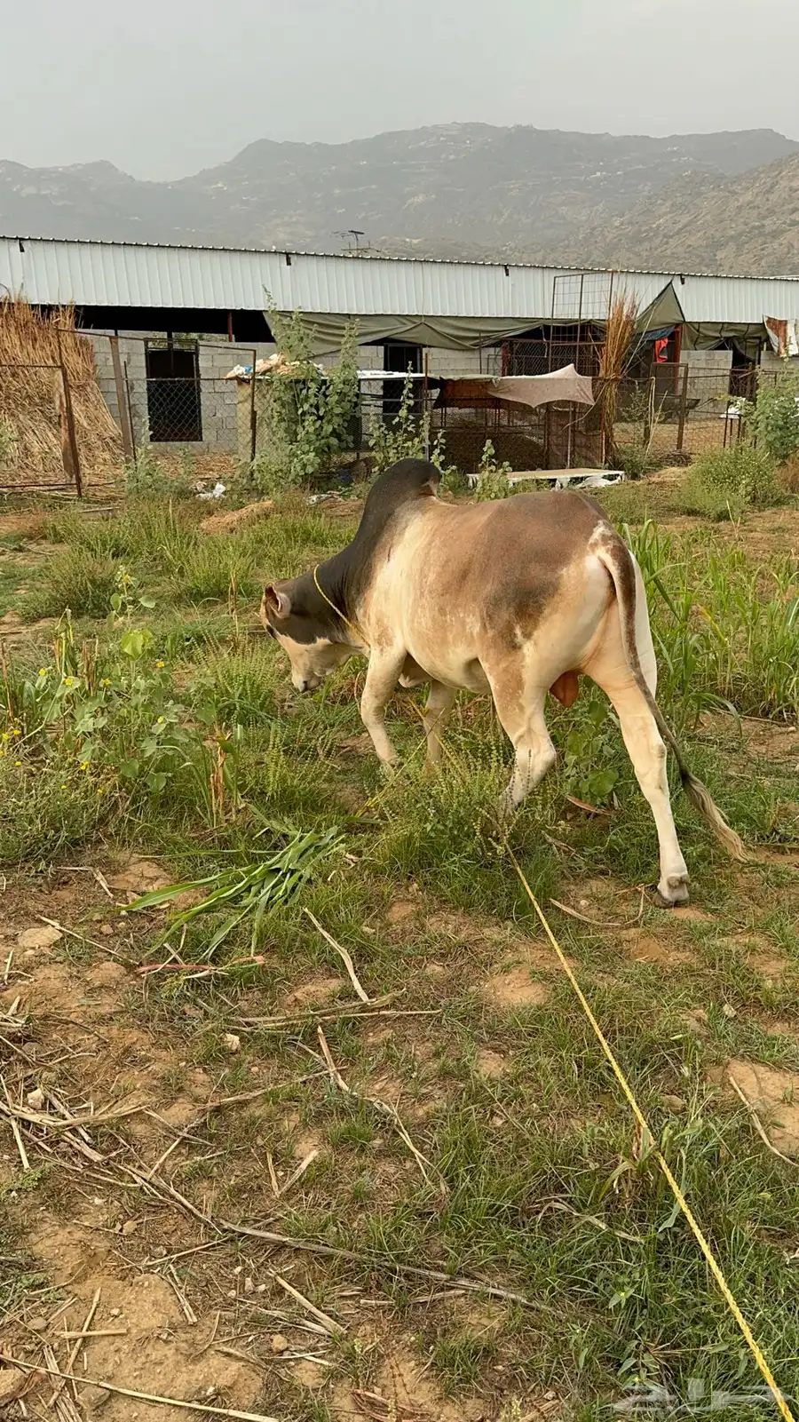 بقر 13