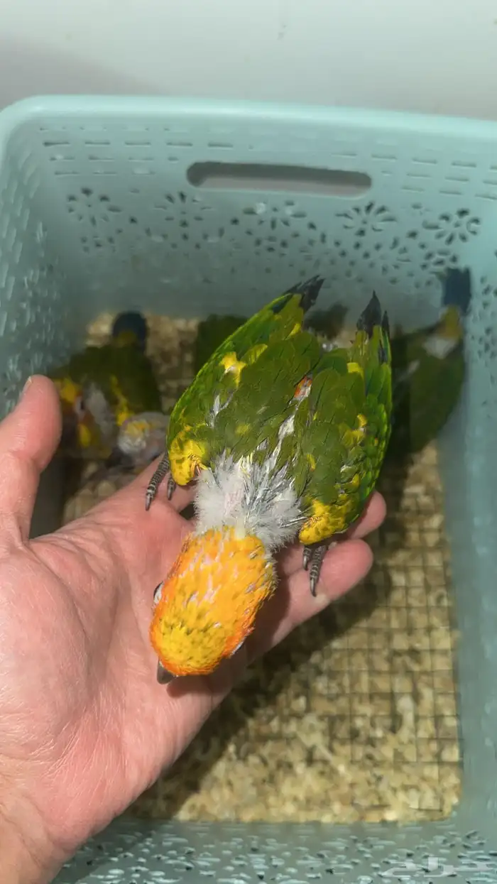 فروخ صن كنيور شمسي صبغات وأحجام مميزة 0
