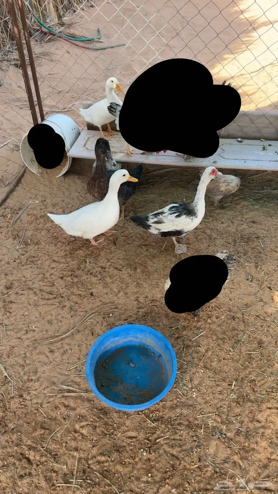 بط بكيني صحه شرط 0