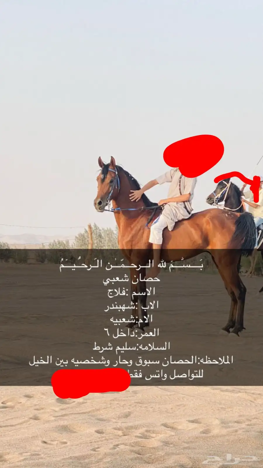 حصان للبيع 0
