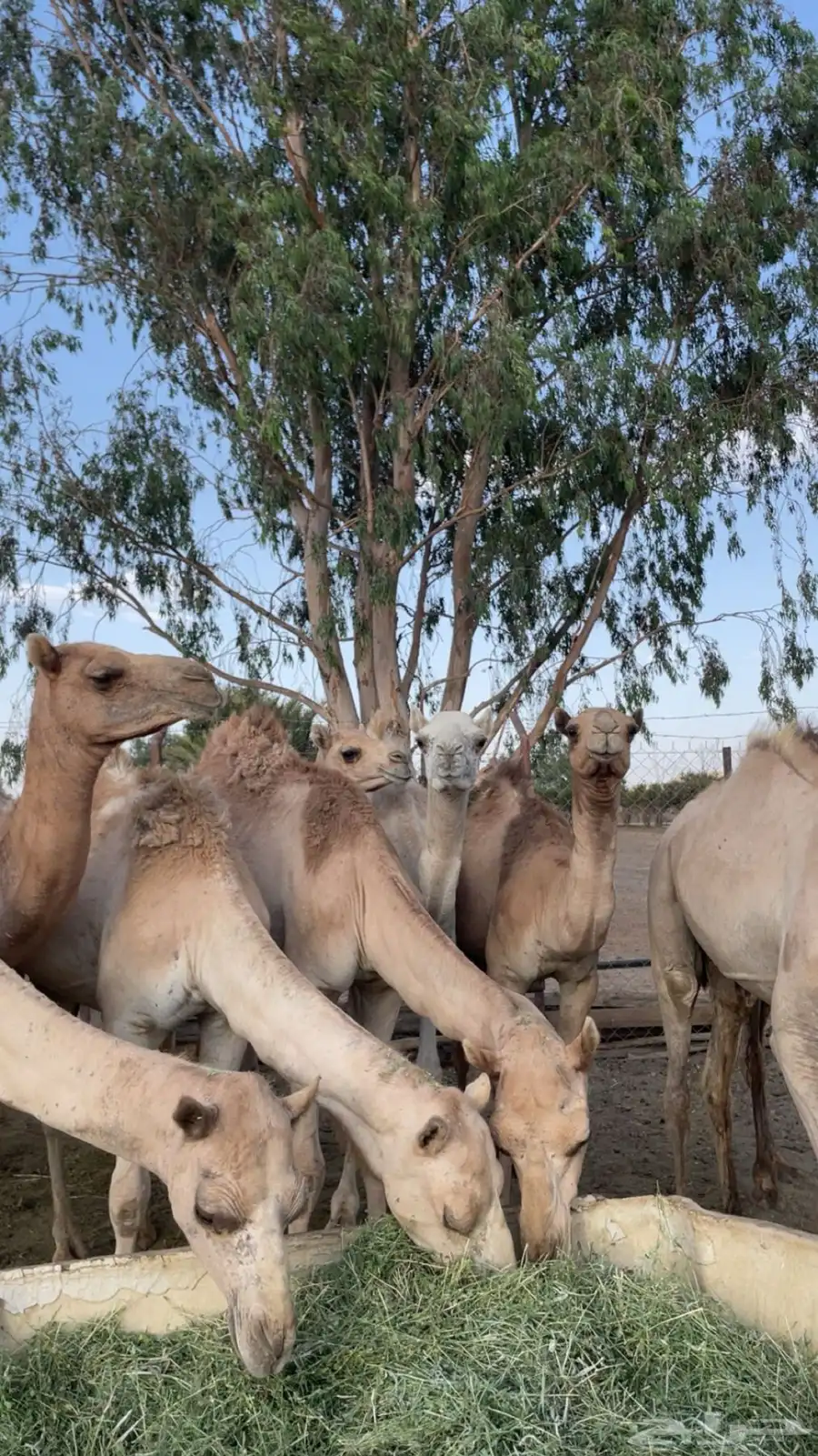 12 قعود للبيع كفو شي كفو 0
