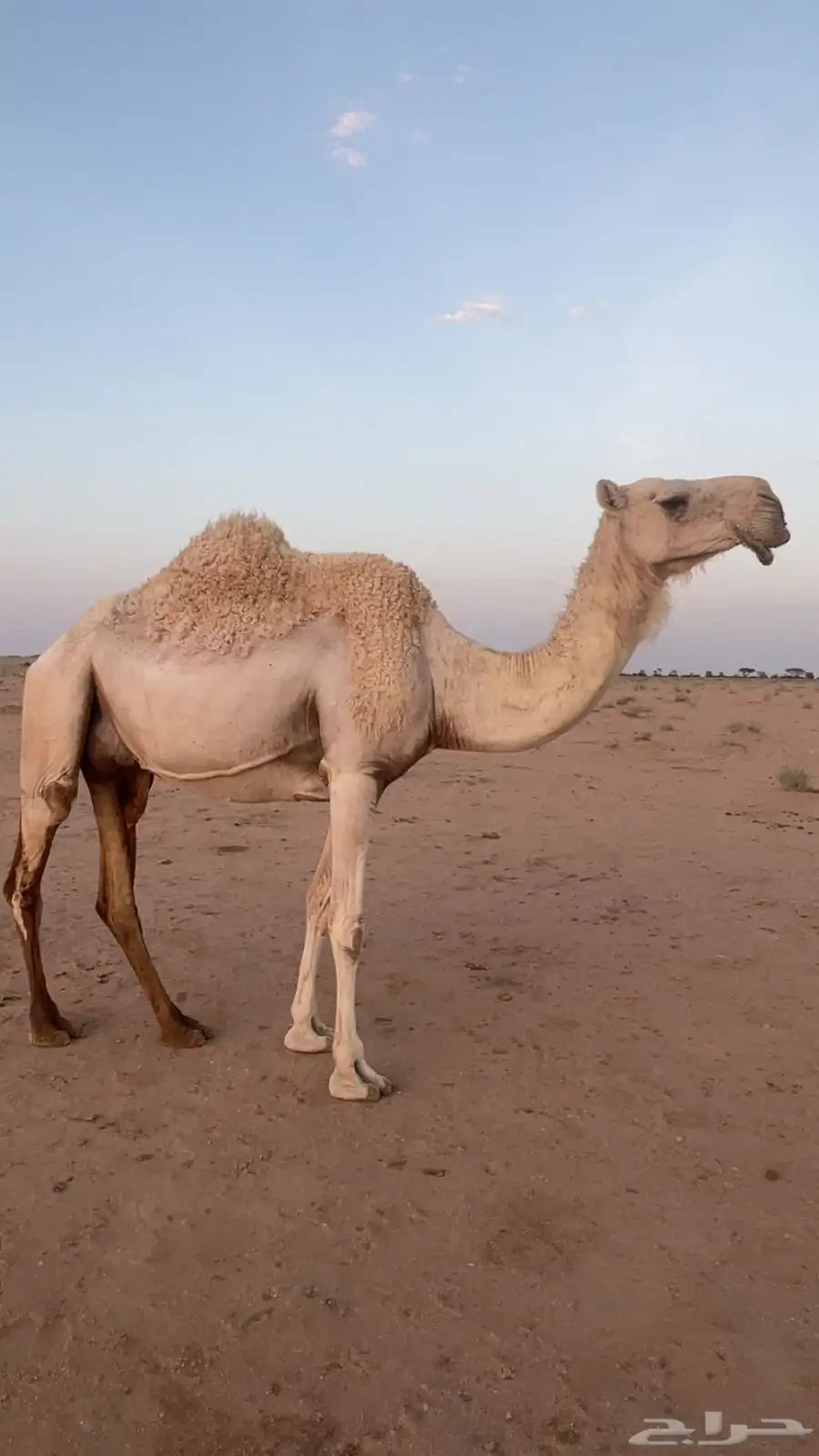 ناقة لبيع 0