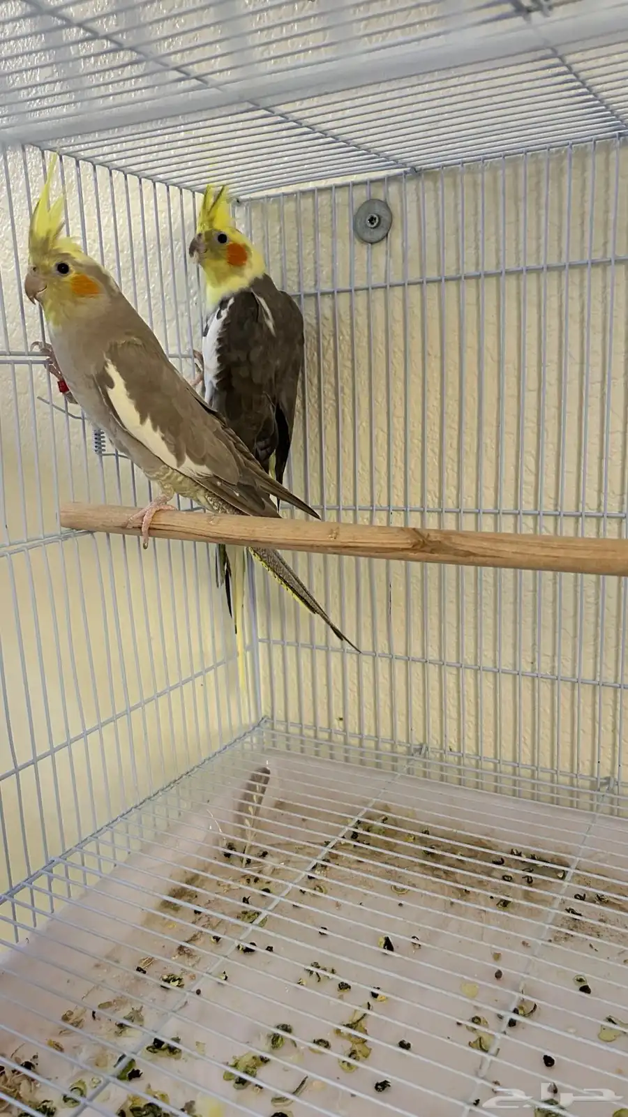 طيور كرون 1