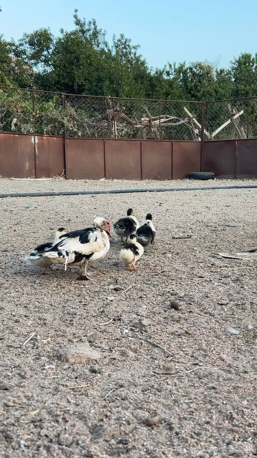 بط بلدي منتج 12