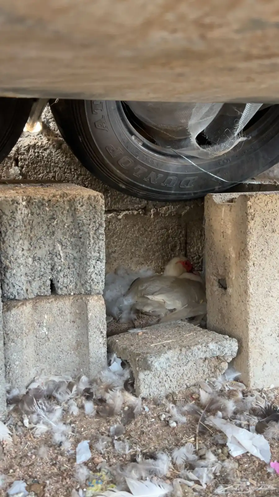 بط بلدي منتج 2