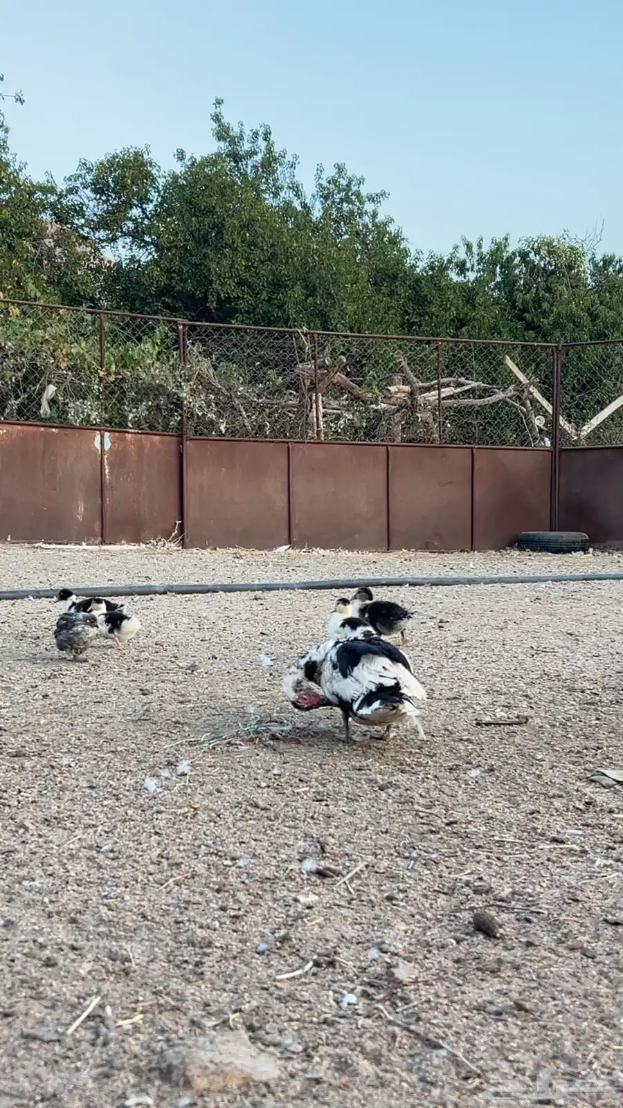 بط بلدي منتج 10