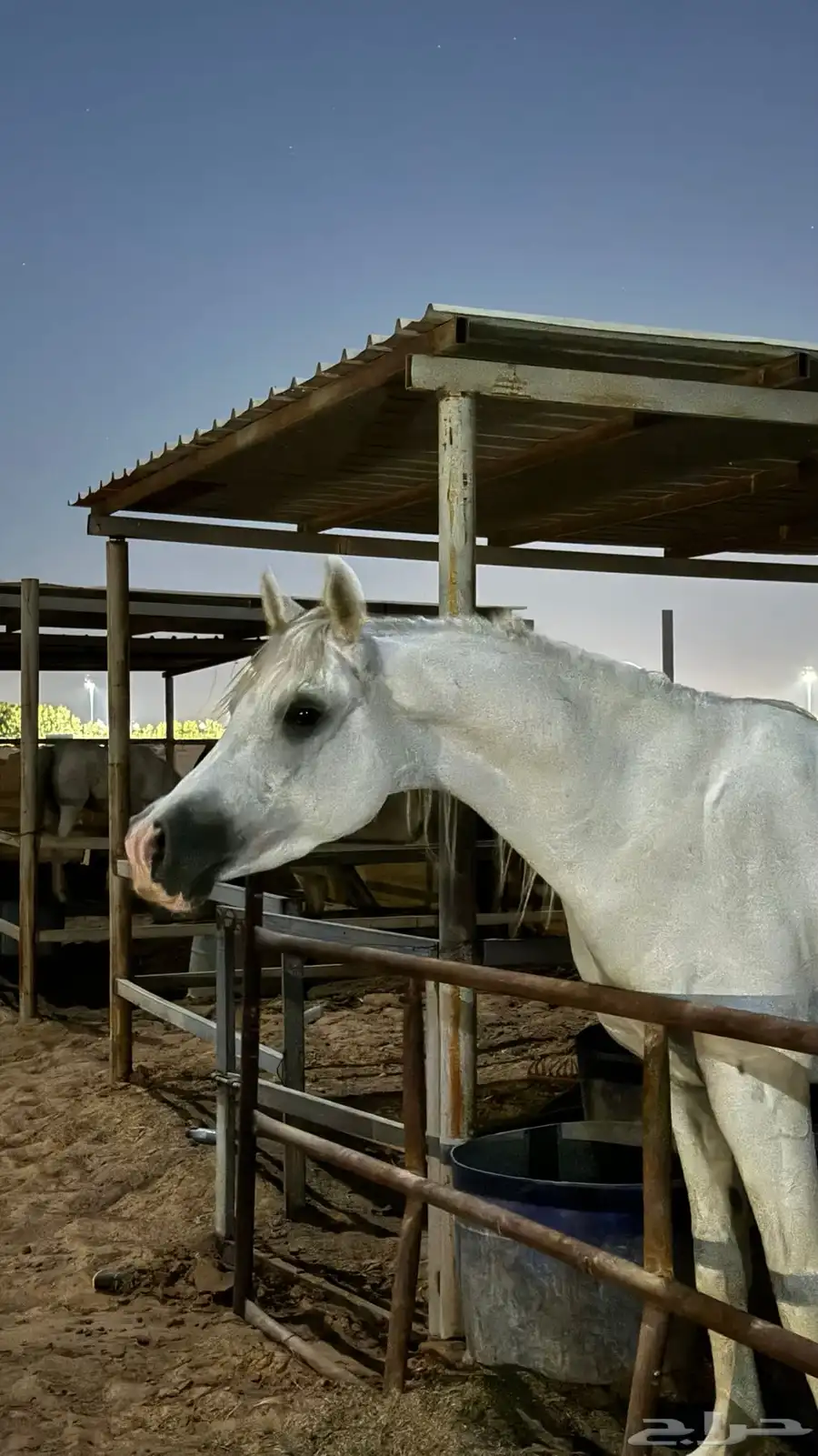 حصان واهو والبيع شعبي 2
