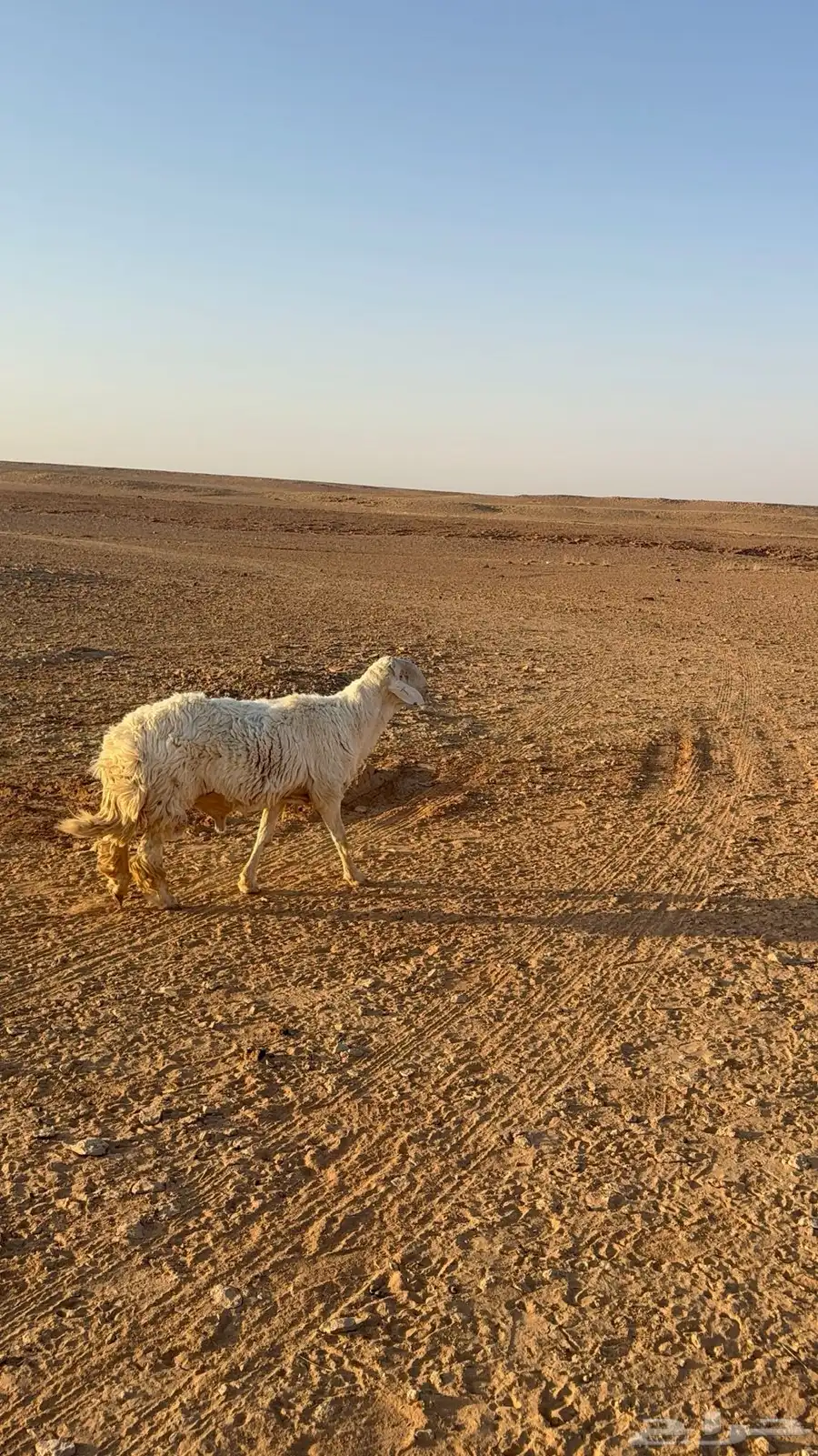طلي رباع حري 3
