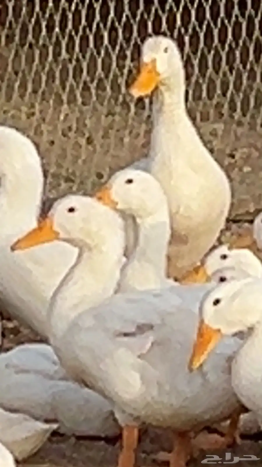 بط للبيع 1