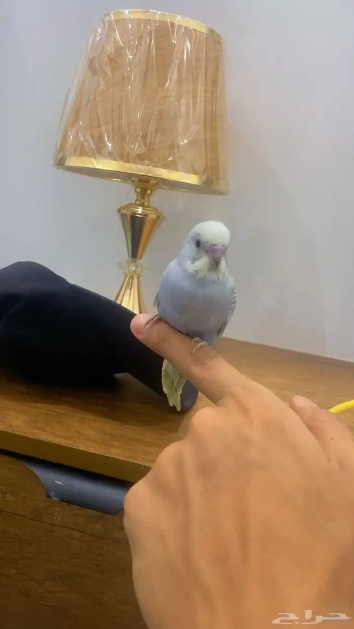 بادجي اليففف 0