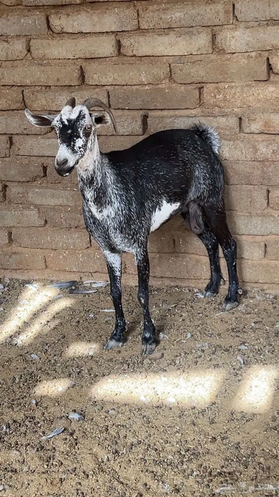 عنز مقنى 0