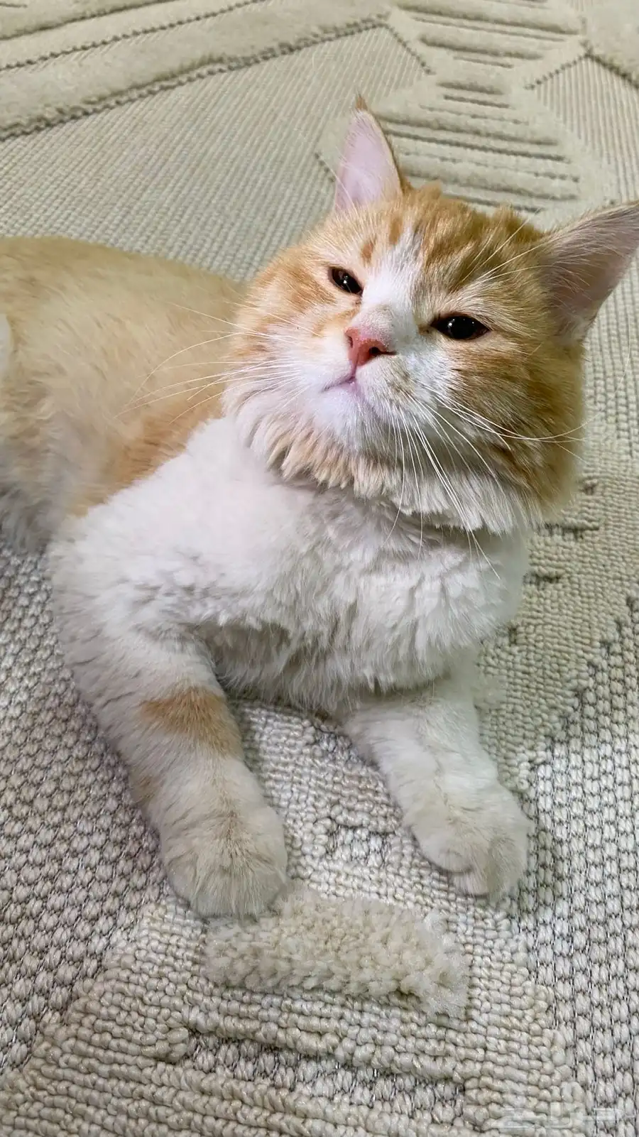 قطط 0